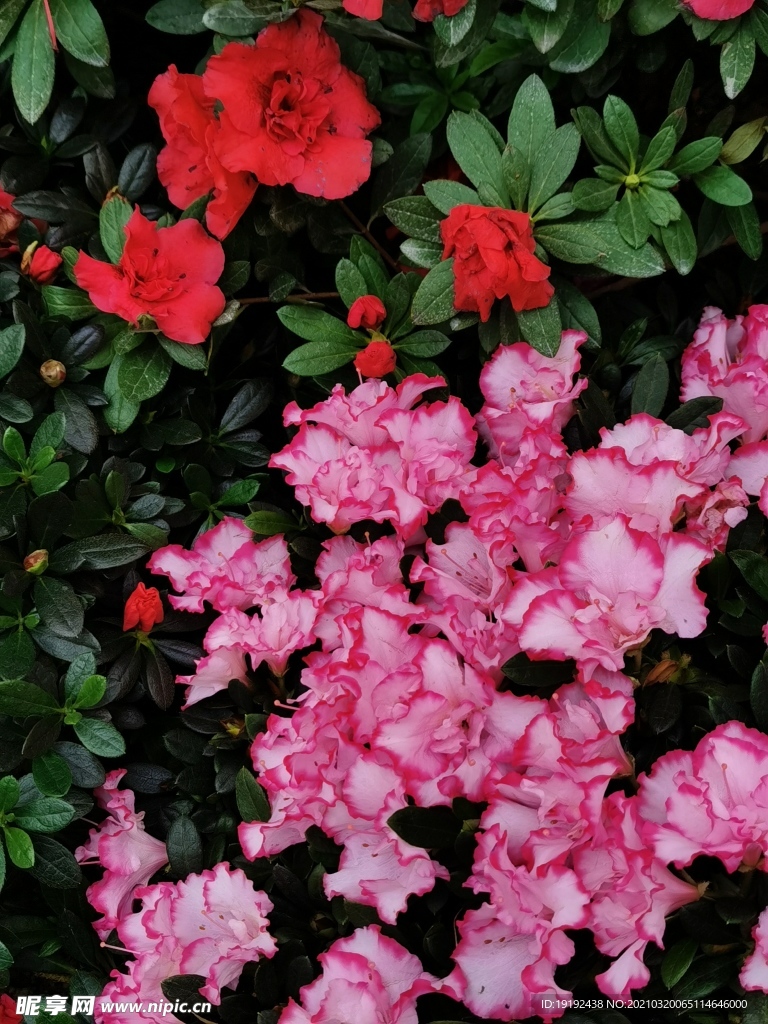 杜鹃花