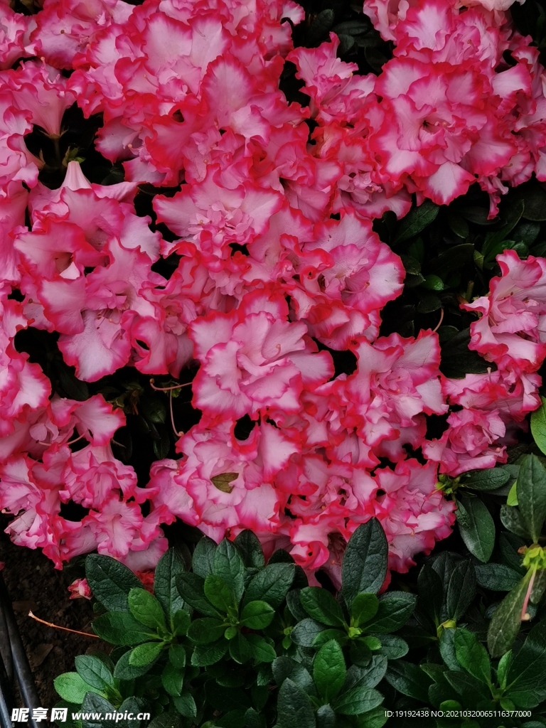 杜鹃花