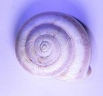 贝壳蜗牛