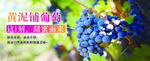 黄泥铺葡萄展板