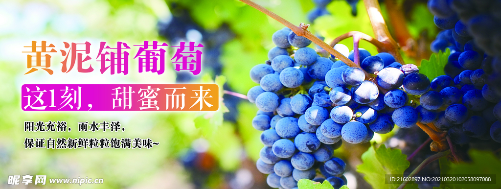 黄泥铺葡萄展板