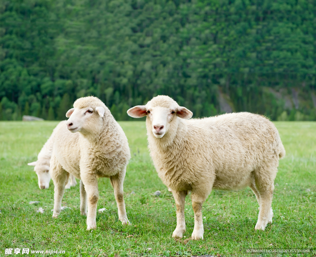 11在草地上的白羊 · 免费素材图片