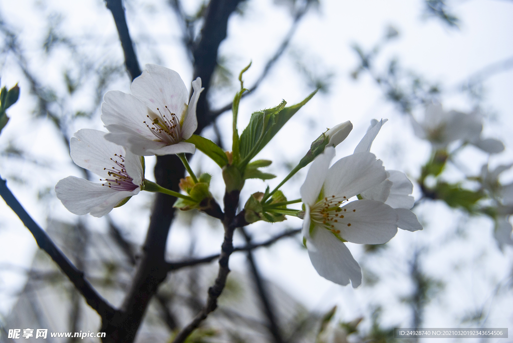 樱花