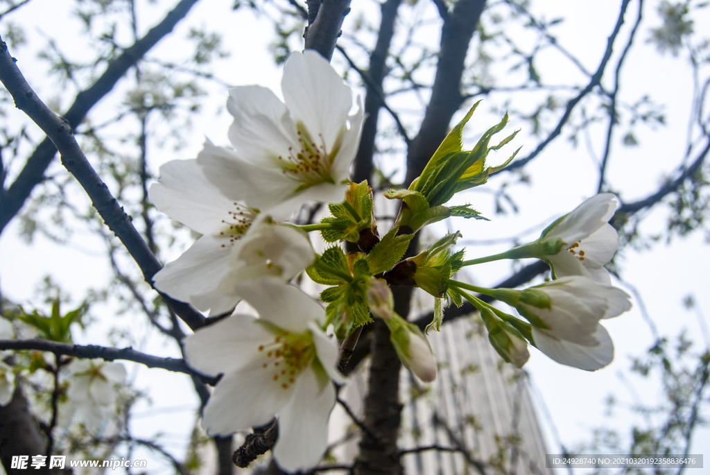 樱花