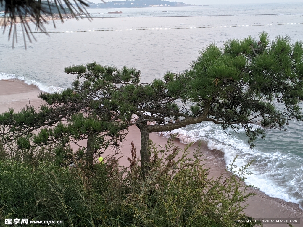 海 山 沙滩 松树 青岛