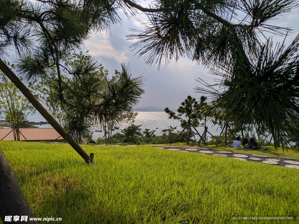 松树 海边 小岛 草地