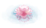 莲花 粉色 花朵 手绘 水彩
