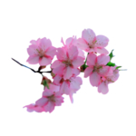 樱花素材
