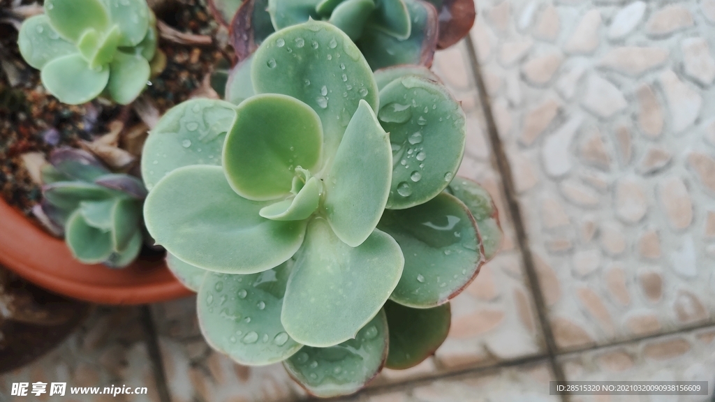 多肉植物