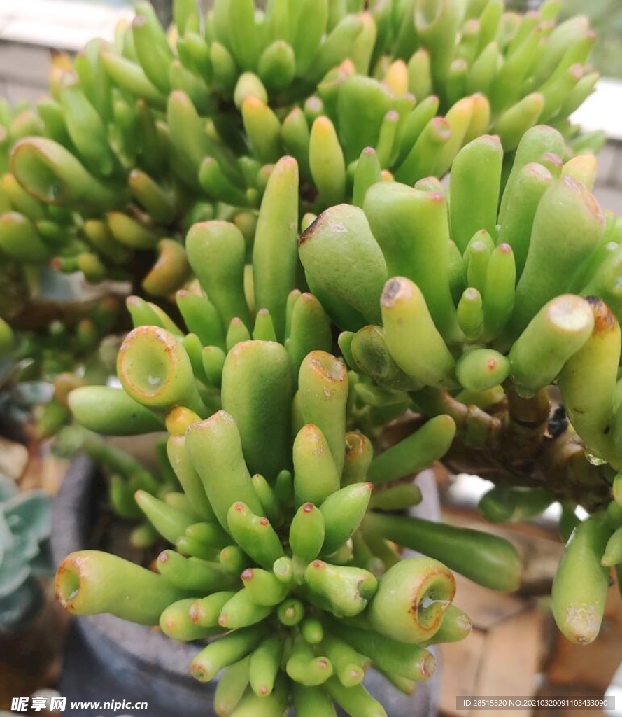多肉植物