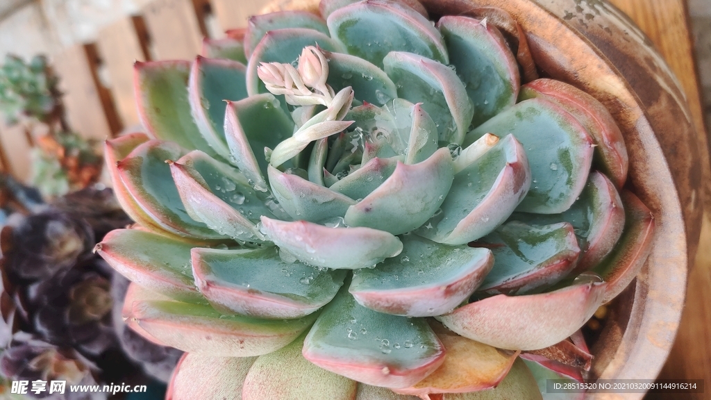 多肉植物