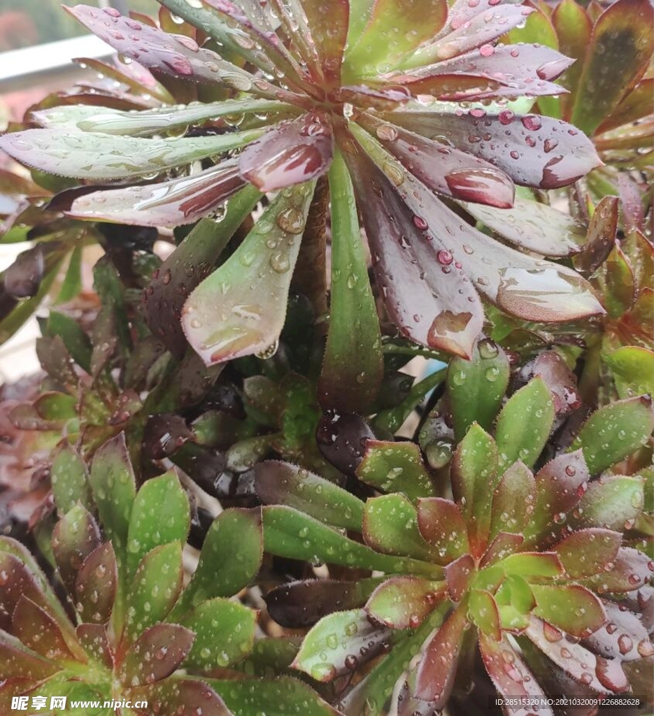 多肉植物