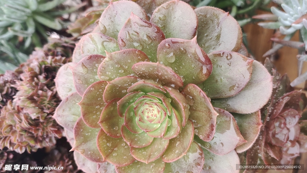 多肉植物