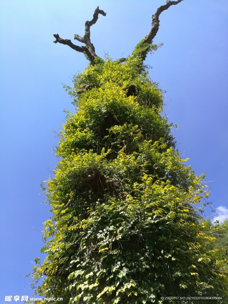 滕缠树