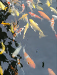 锦鲤