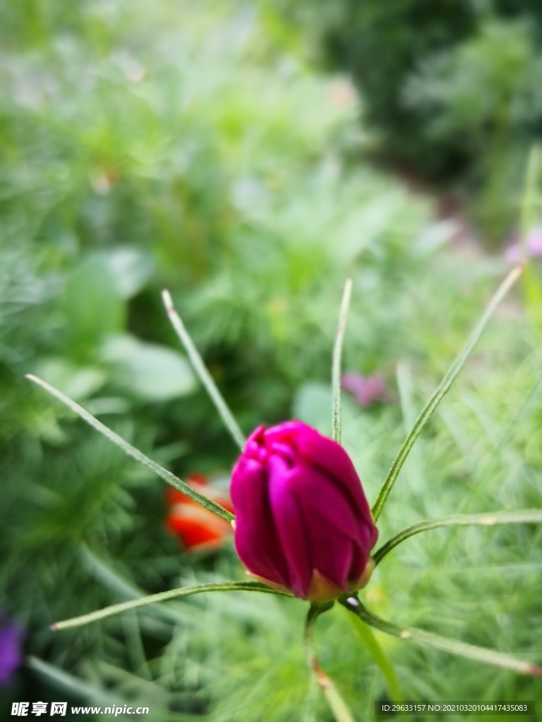 玫瑰花苞