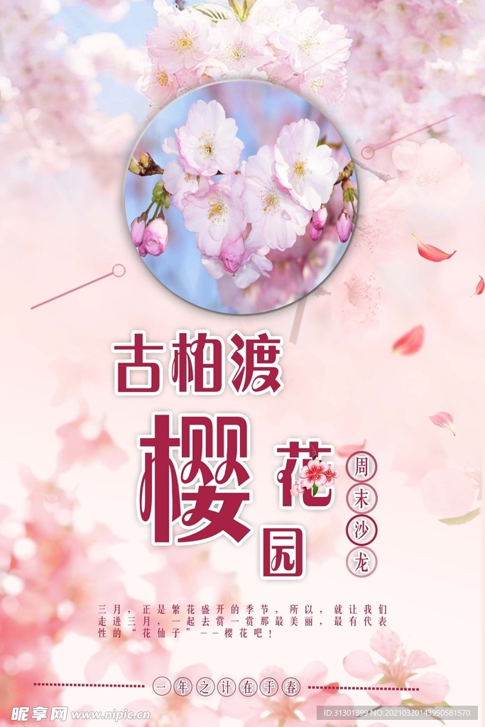 樱花季