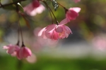 海棠花
