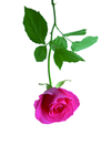 月季花