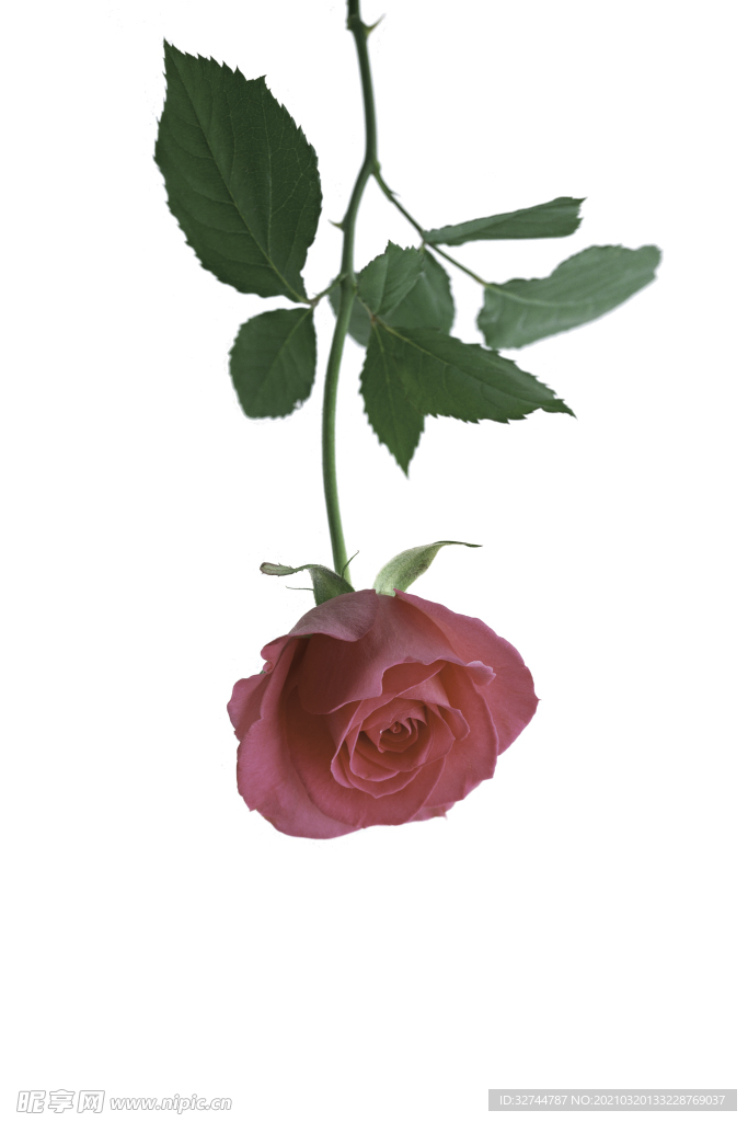 月季花