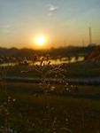 黄昏之花
