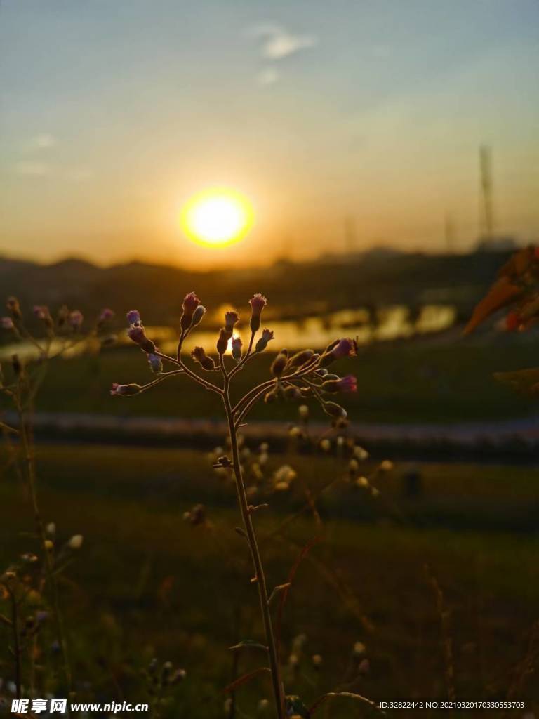 黄昏之花