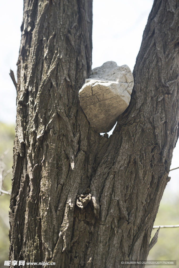 古木树杈石头