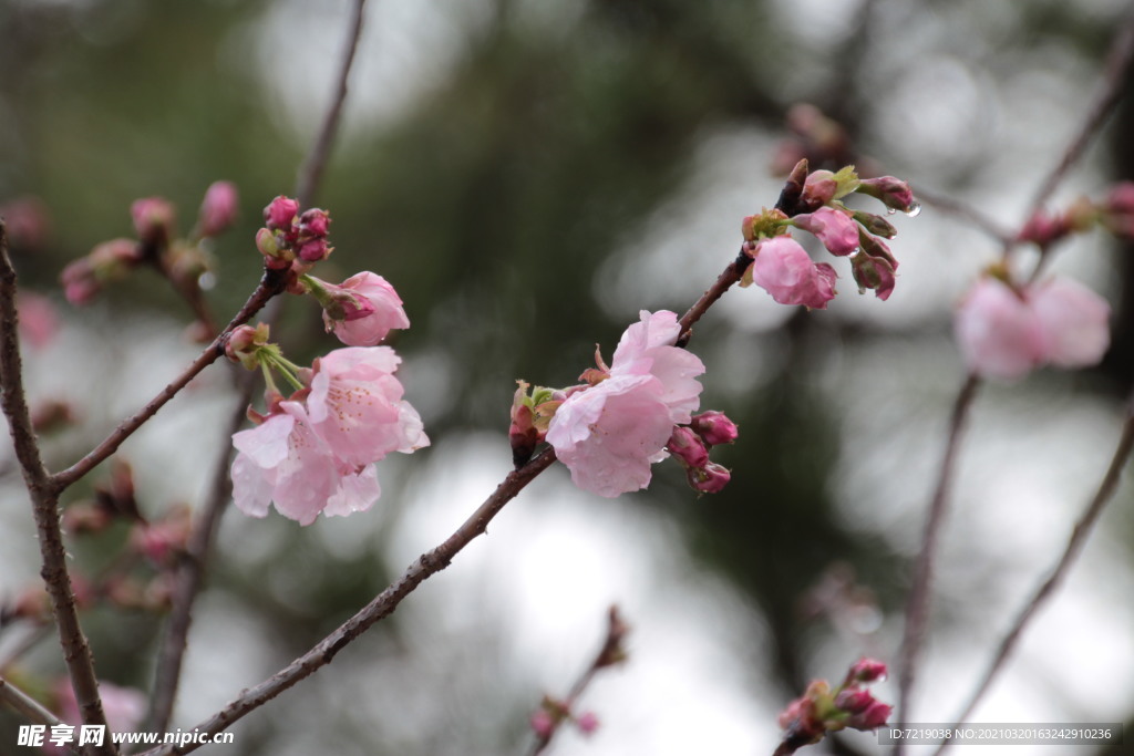 樱花