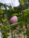 花   园艺