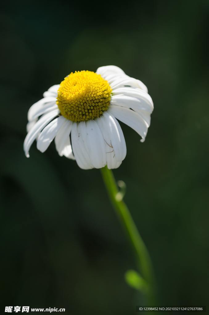 白色的菊花