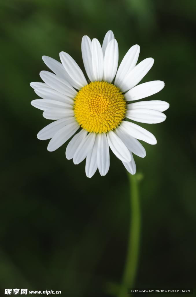白色的菊花