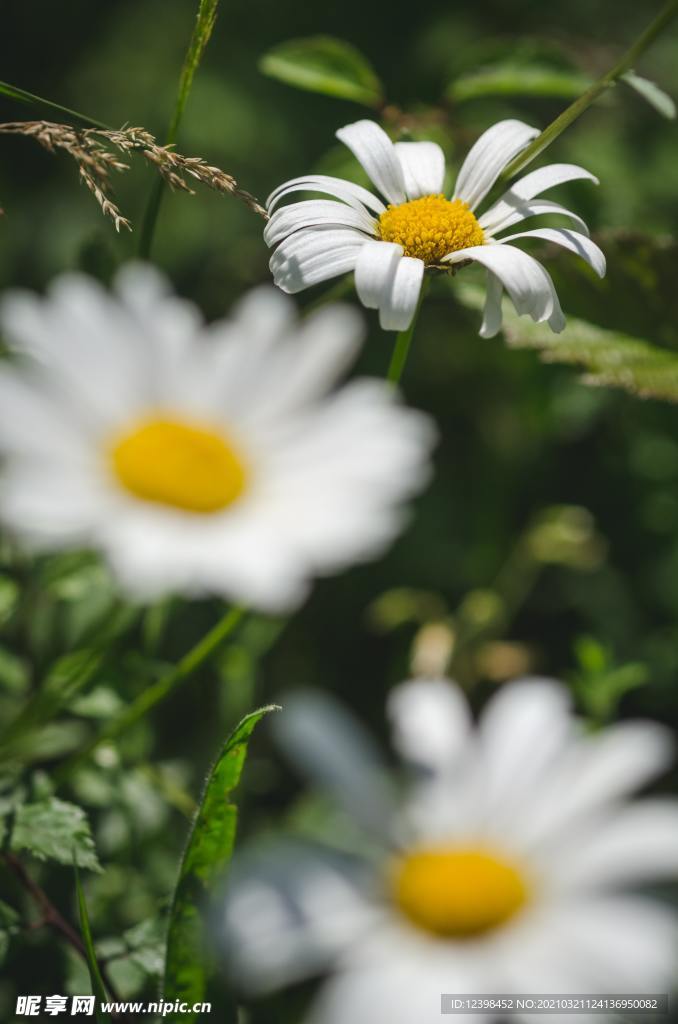 白色的菊花
