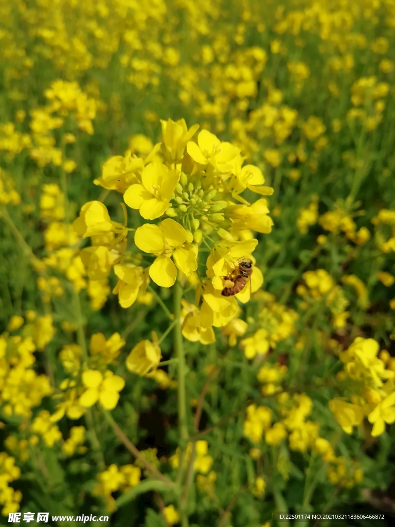 蜜蜂采蜜