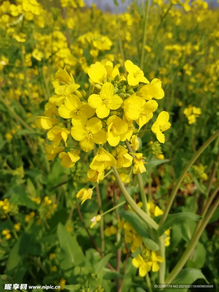 油菜花