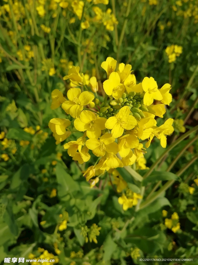 油菜花