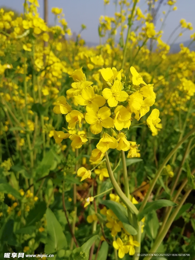 油菜花