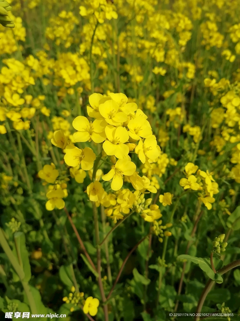 油菜花