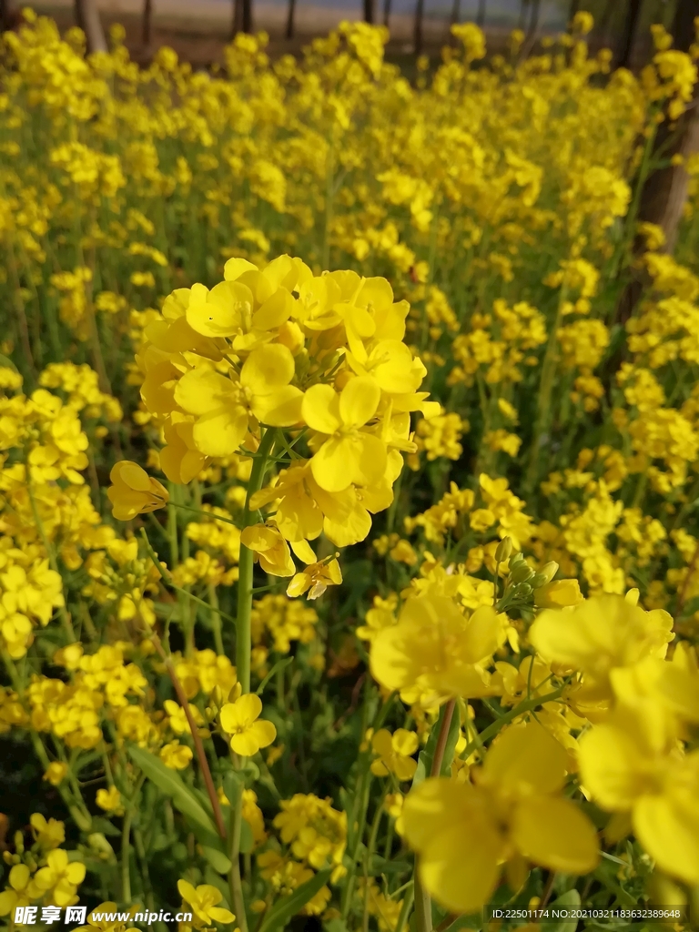 油菜花