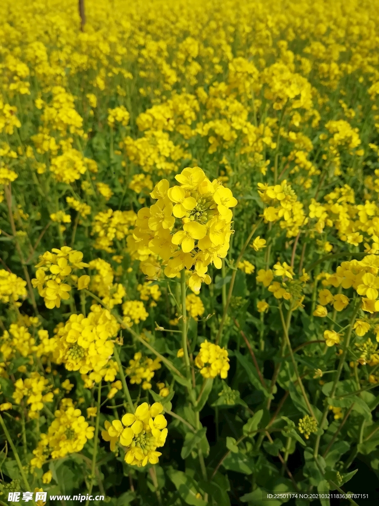 油菜花丛