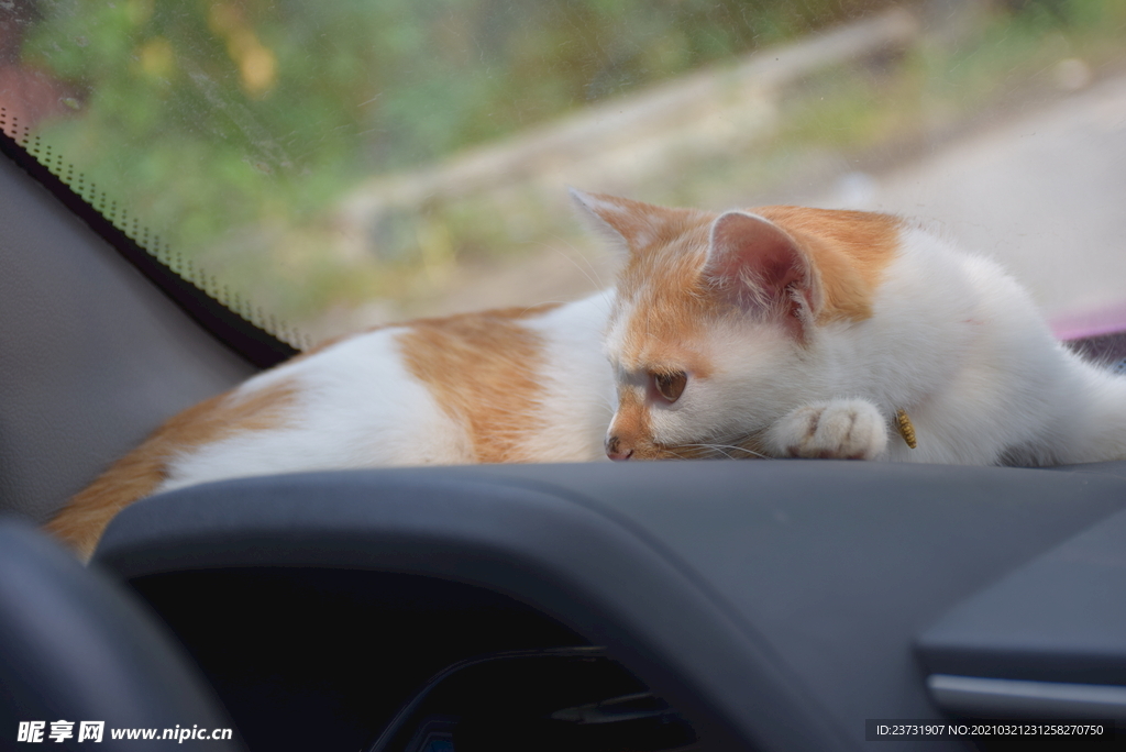 小猫