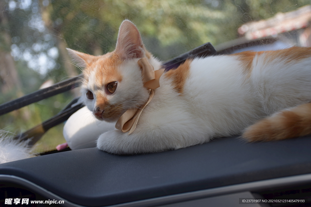 猫