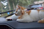 小猫