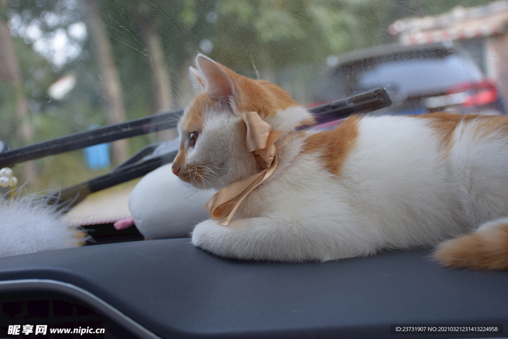 小猫