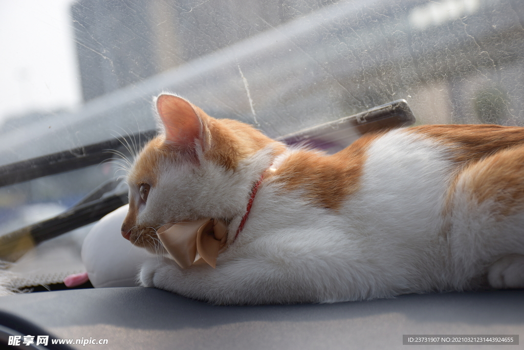 猫