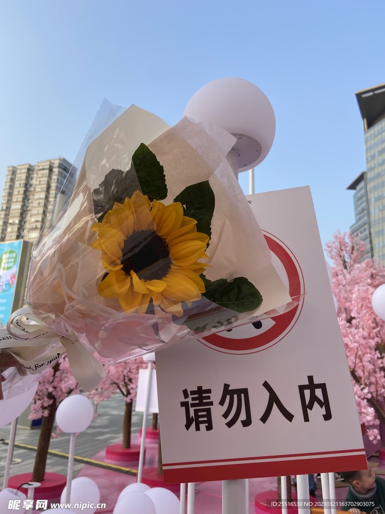 向日葵