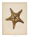 海洋贝壳海螺古典装饰画