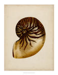 海洋贝壳海螺古典装饰画