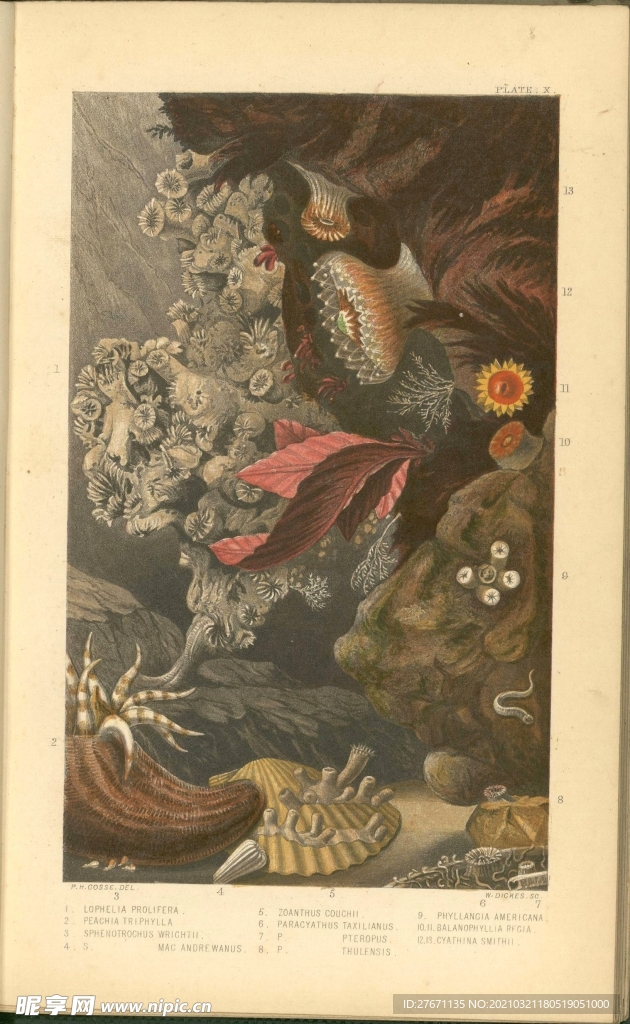 海洋贝壳海螺海星八爪鱼