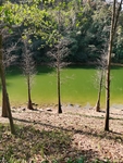 小溪