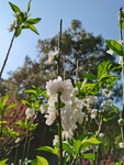 白桃花
